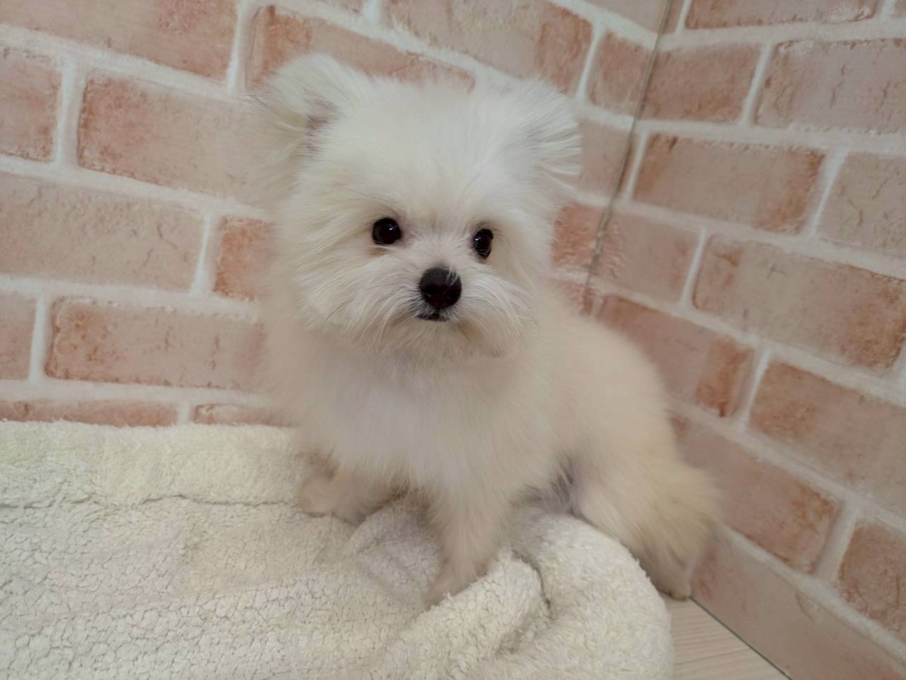 里親募集中のポメラニアンミックスのまひるくん