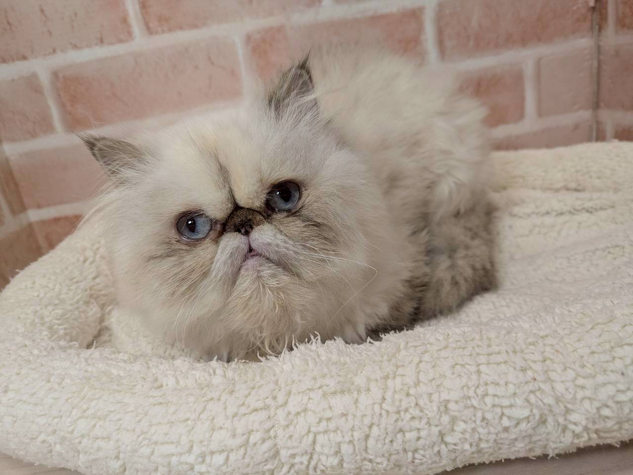 里親募集中のヒマラヤンのまりもちゃん