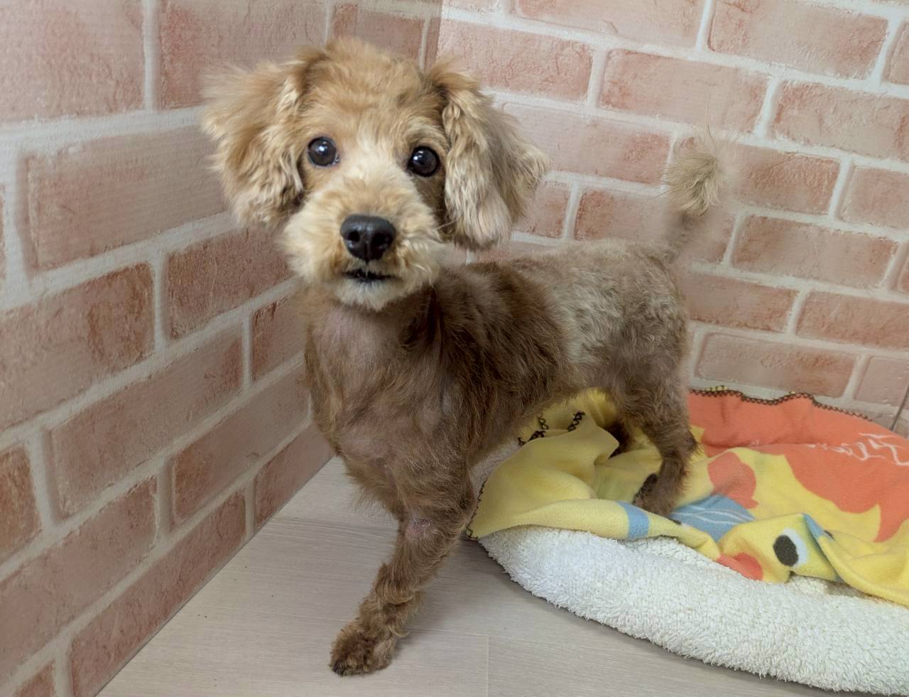 里親募集中のミックスのモカくん