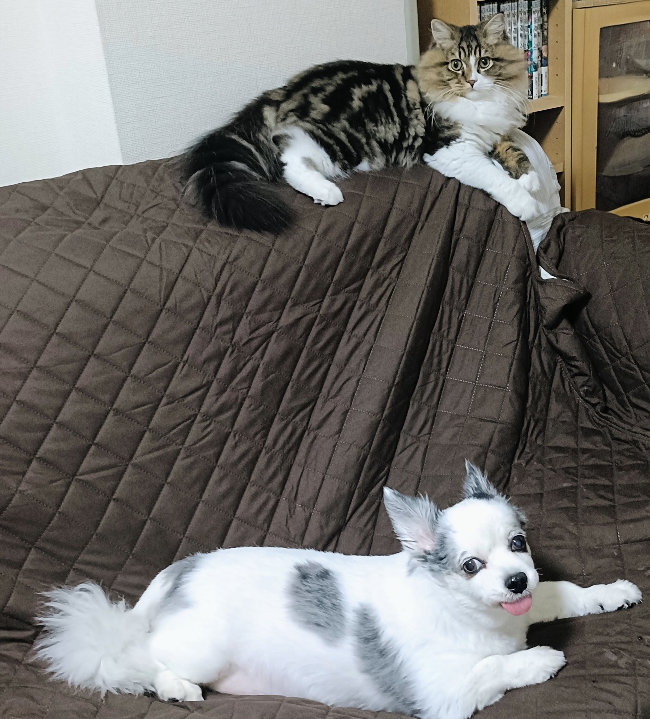 れのくんと新しいご家族