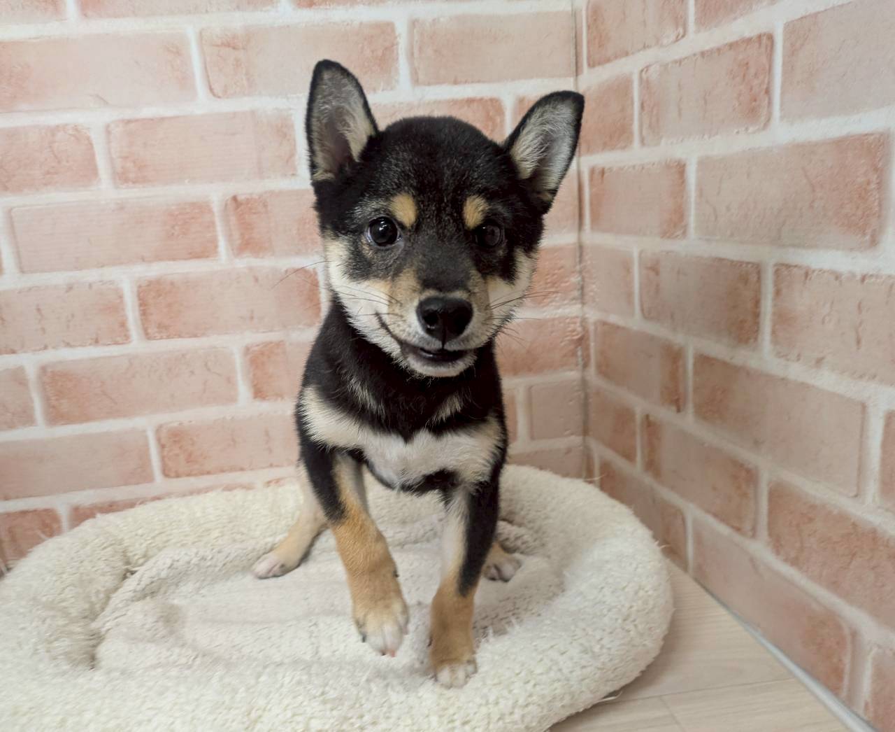 里親募集中の豆しばのネロくん