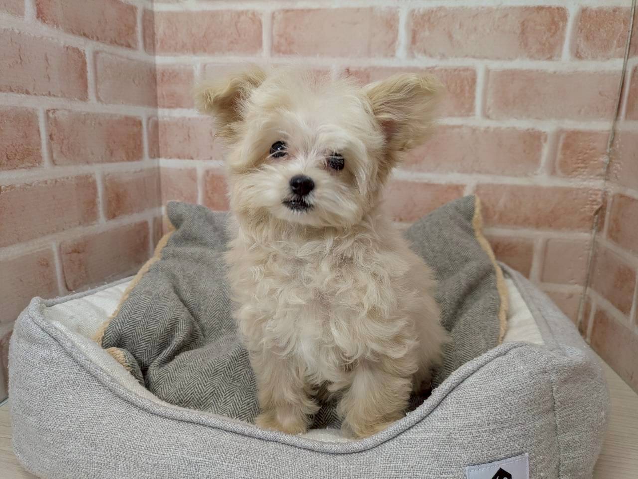 里親募集中のマルチーズミックスのレオくん