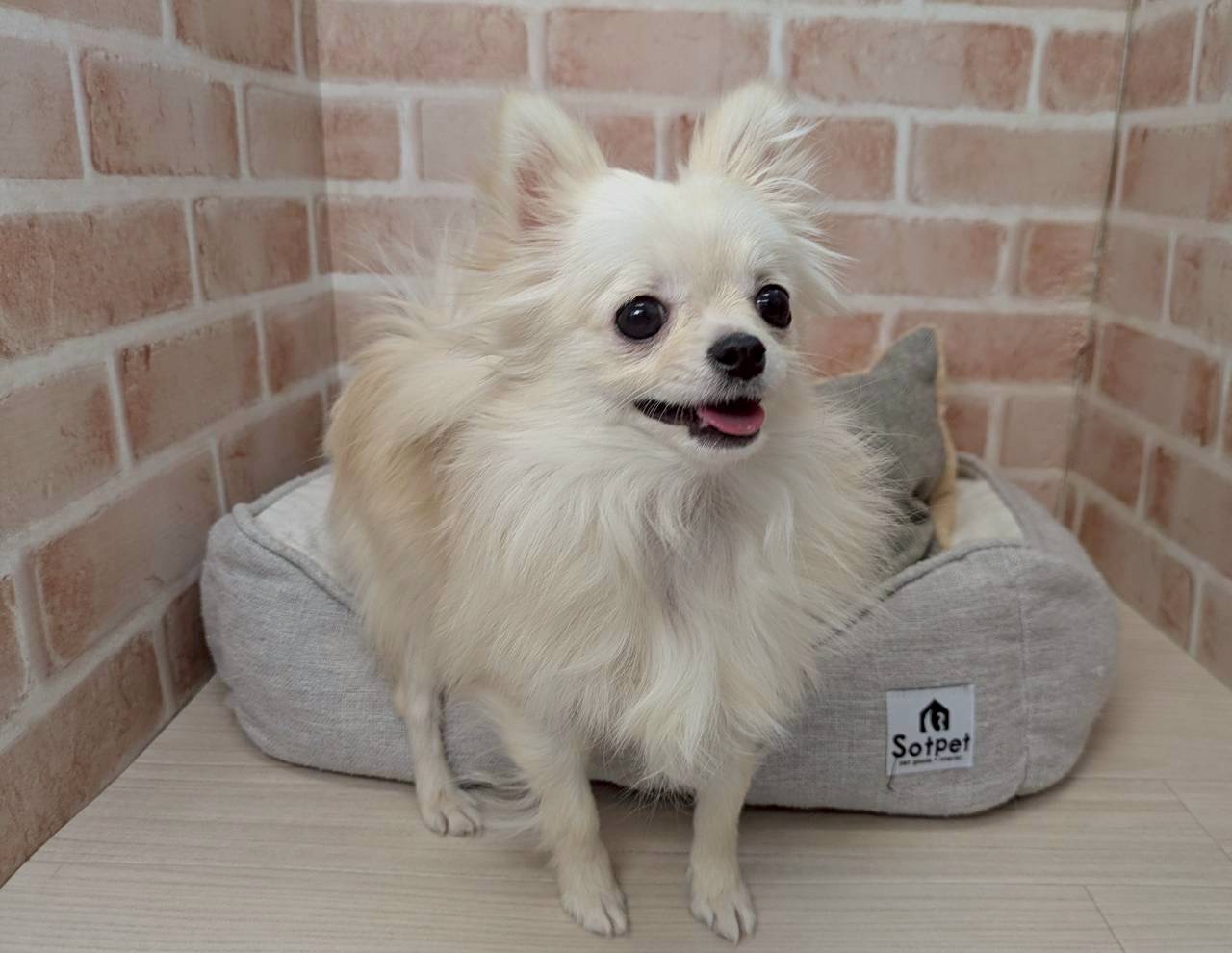 里親募集中のチワワミックスのイネちゃん