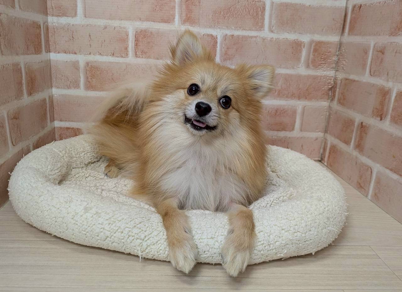 里親募集中のポメラニアンのアウラくん