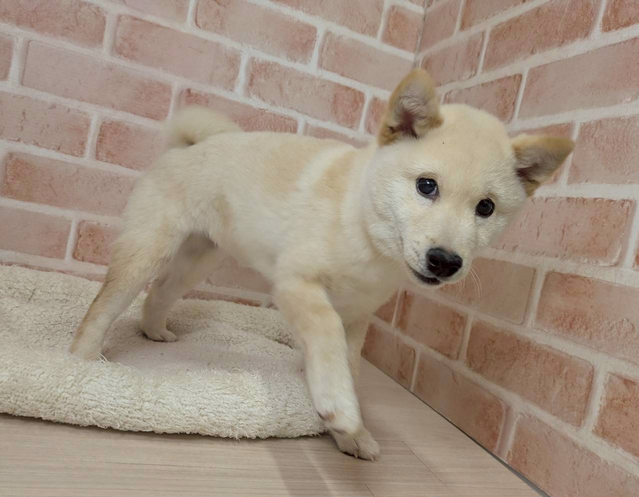 里親募集中の豆柴のチャンジャくん