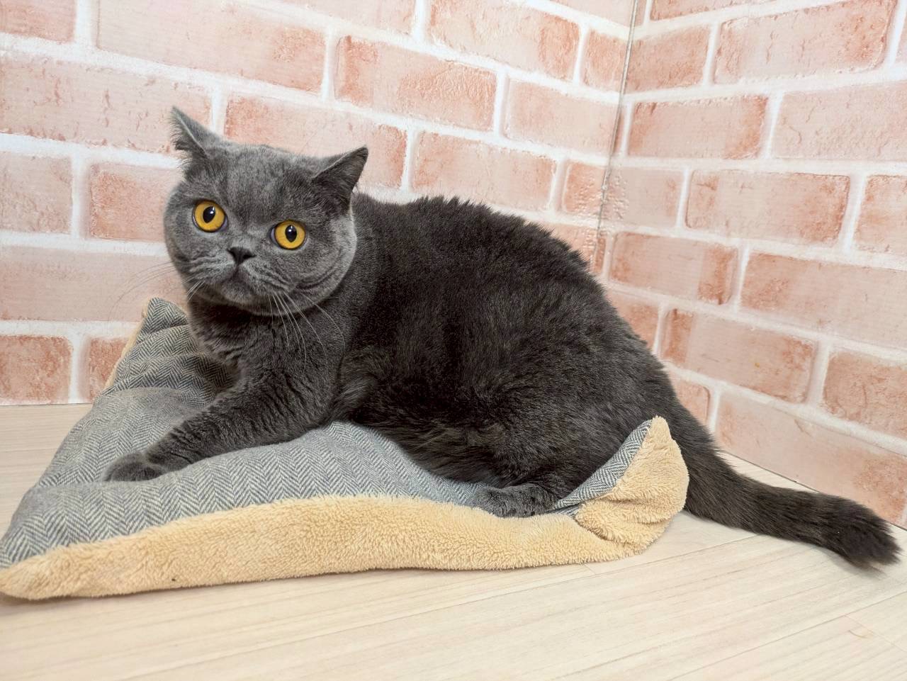 里親募集中のブリティッシュショートヘアのれんげちゃん