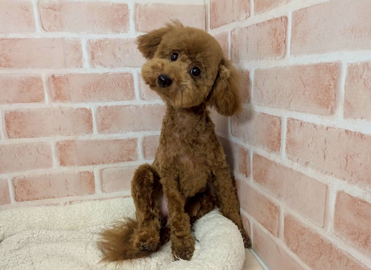 里親募集中のトイプードルのナツメちゃん