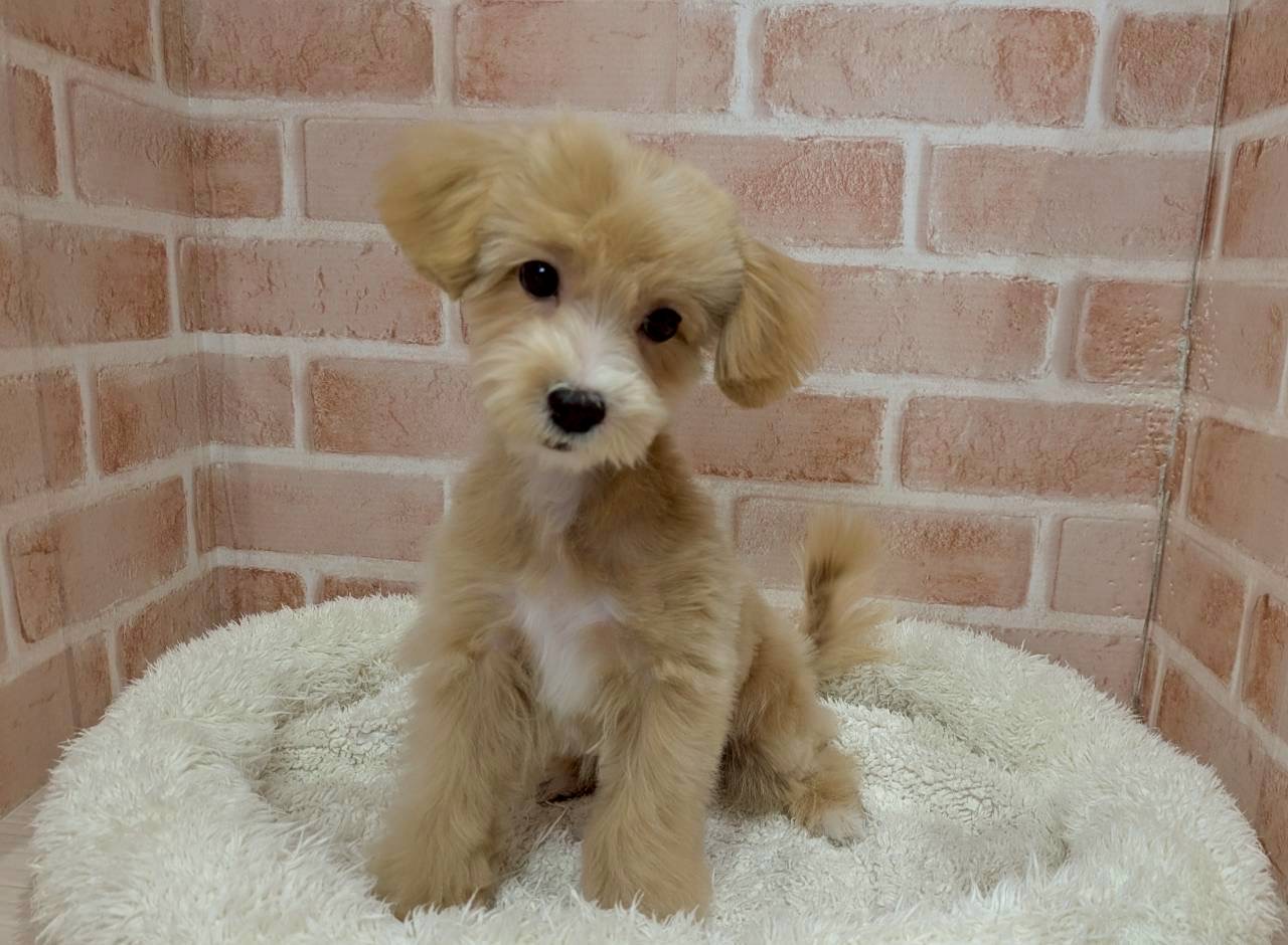 里親募集中のミックスのデイルくん