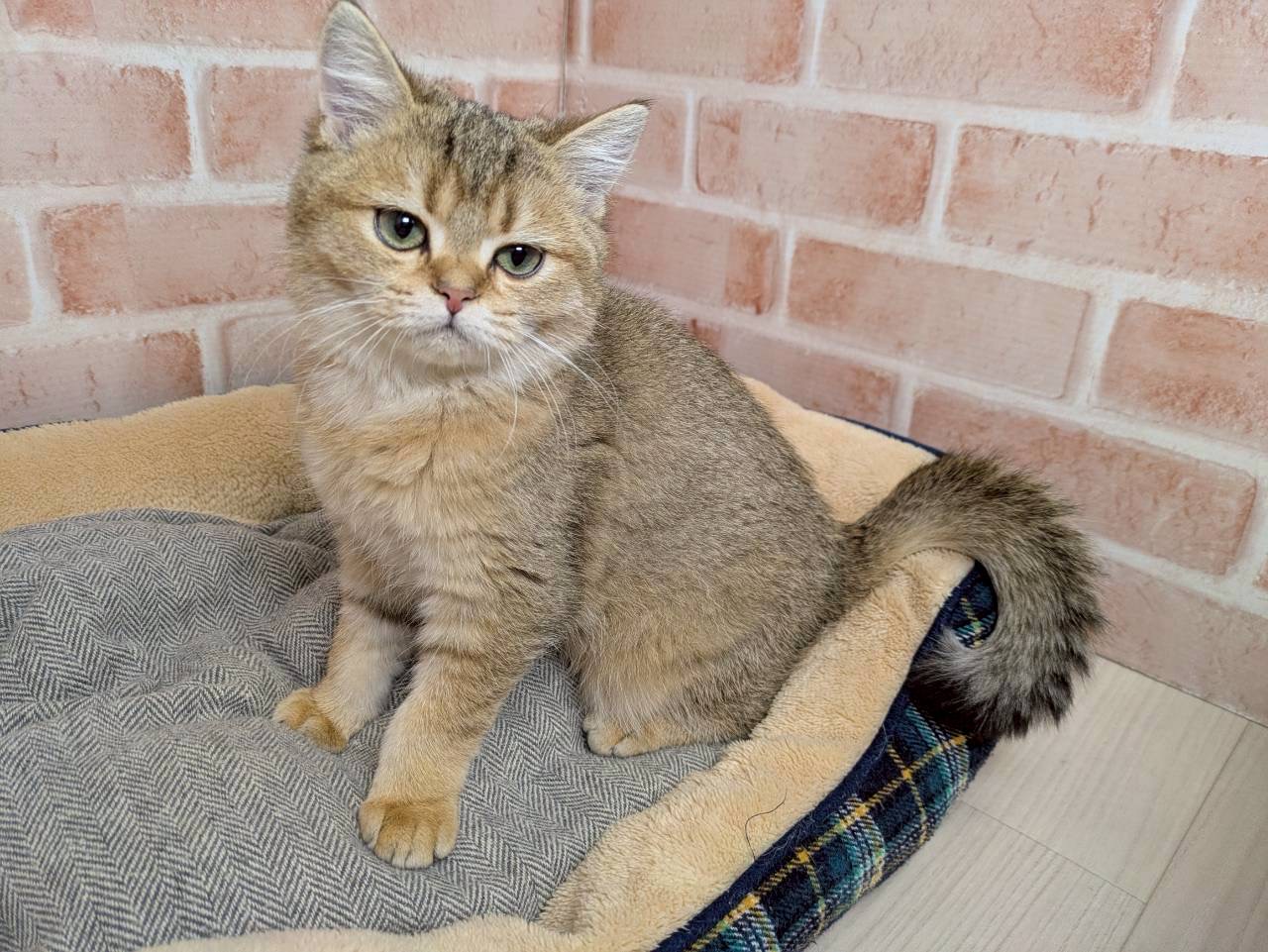 里親募集中のブリティッシュショートヘアのバーニャちゃん