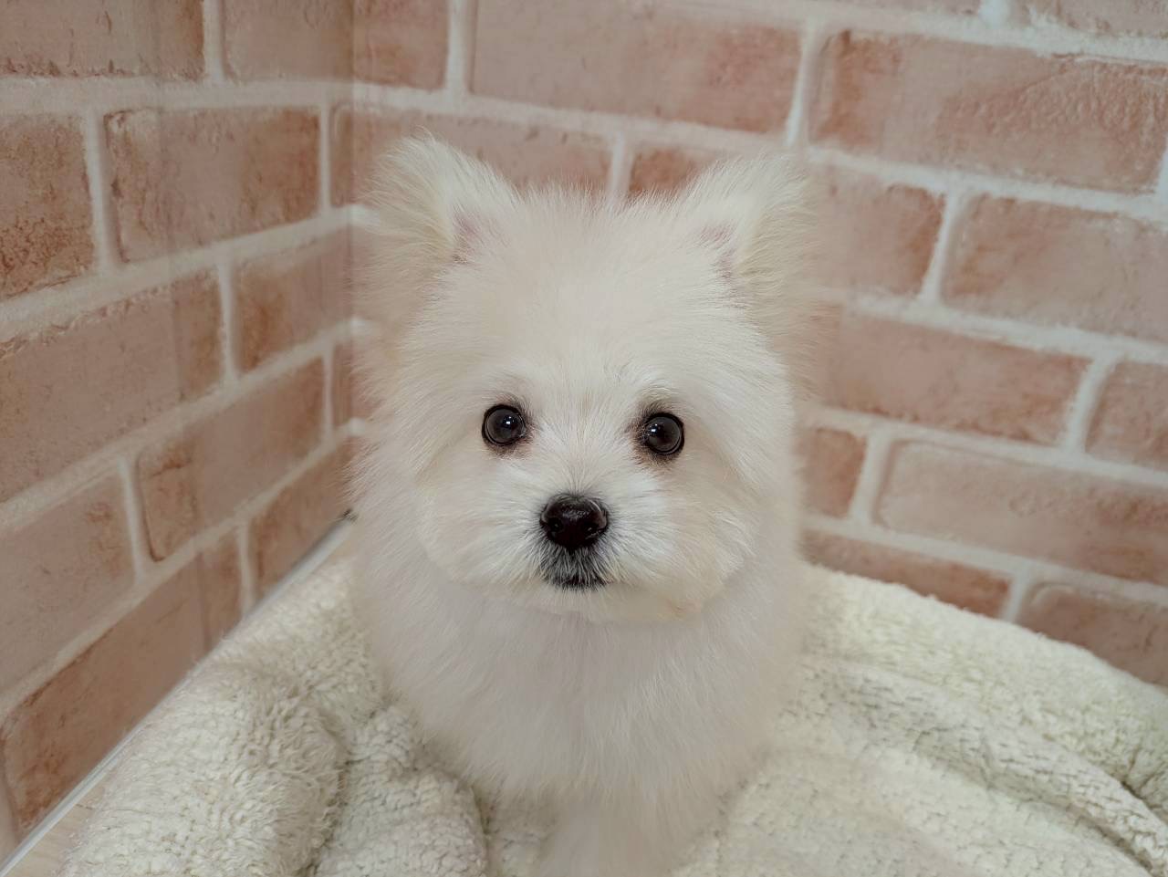 里親募集中のミックスのレメくん