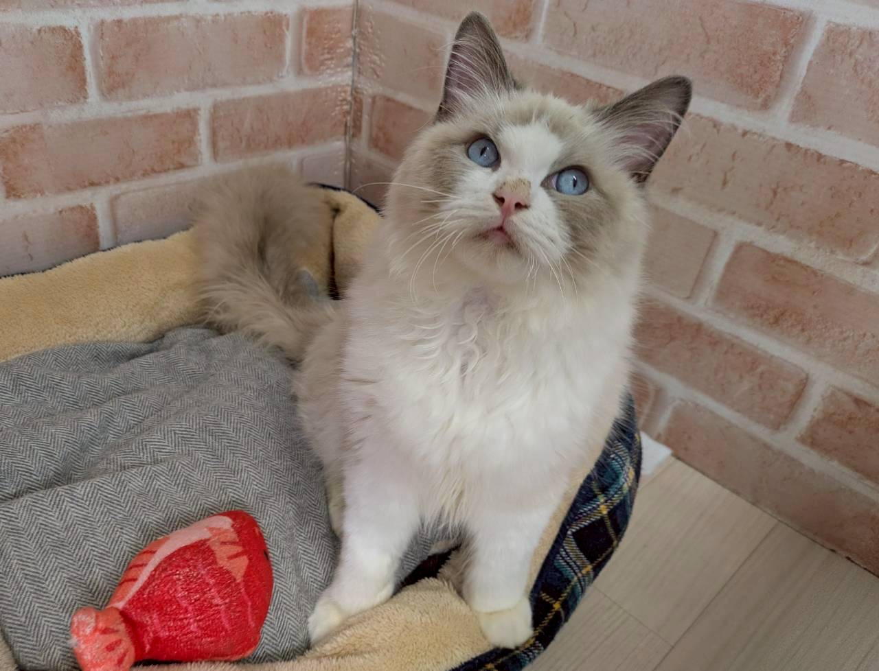 里親募集中のラグドールのリルくん