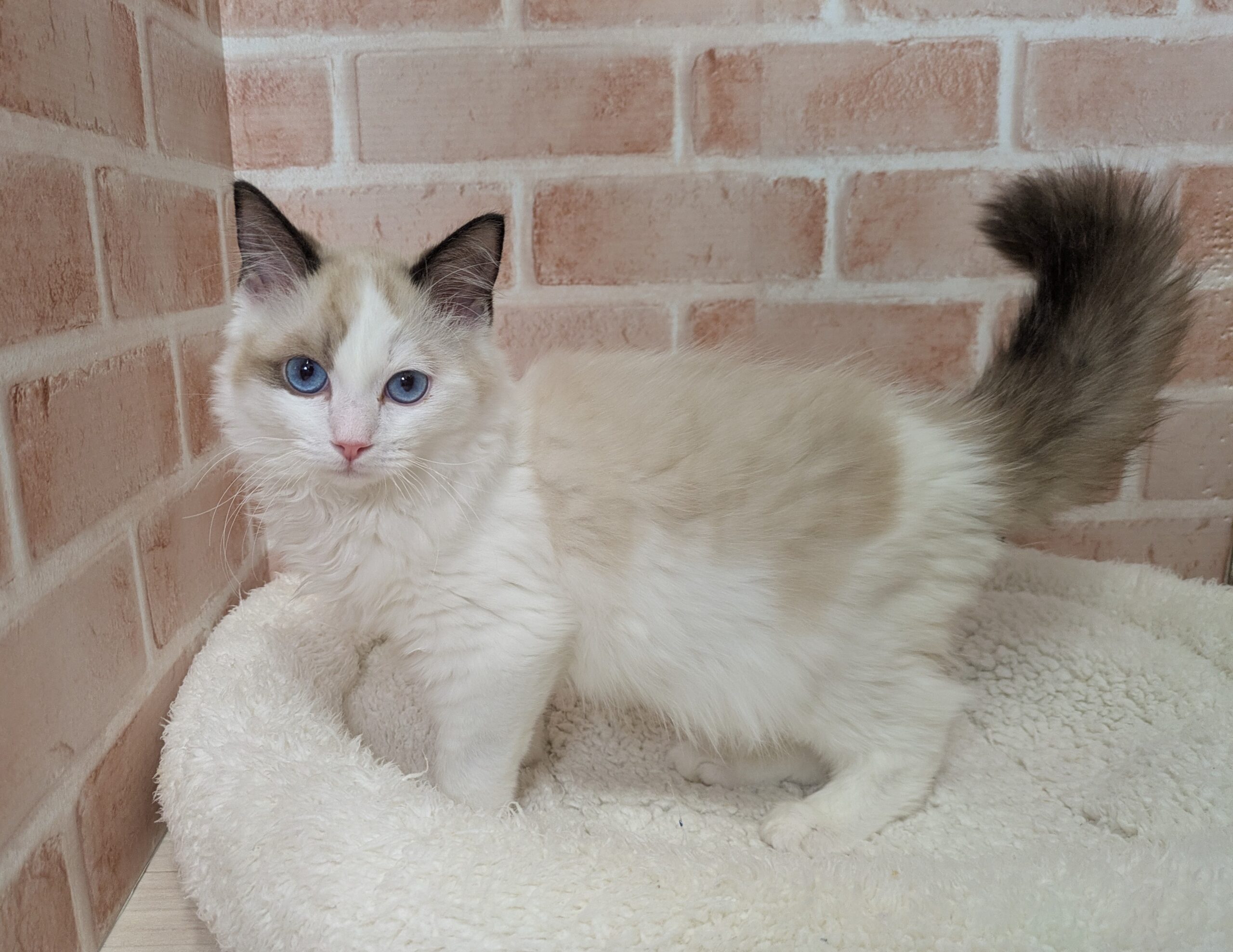 里親募集中のラグドールのコーンくん