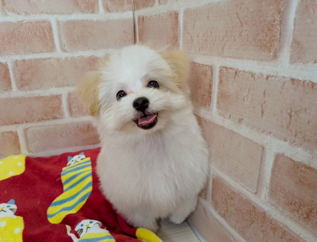 里親募集中のミックスのアンディくん