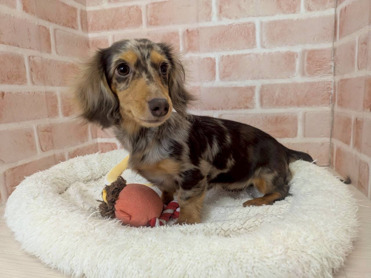 里親募集中のカニーヘン・ダックスフンドのタルトちゃん