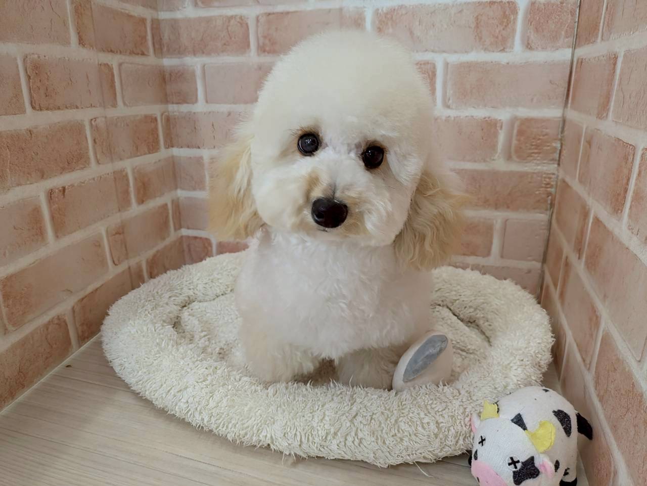 里親募集中のトイ・プードルのももちゃん