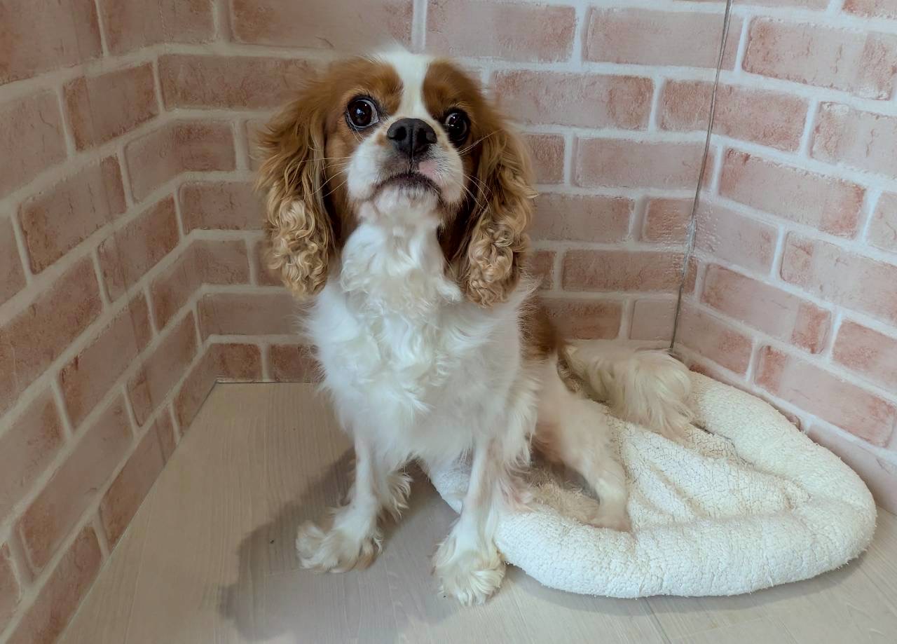 里親募集中のキャバリア・キング・チャールズ・スパニエルのケビンくん