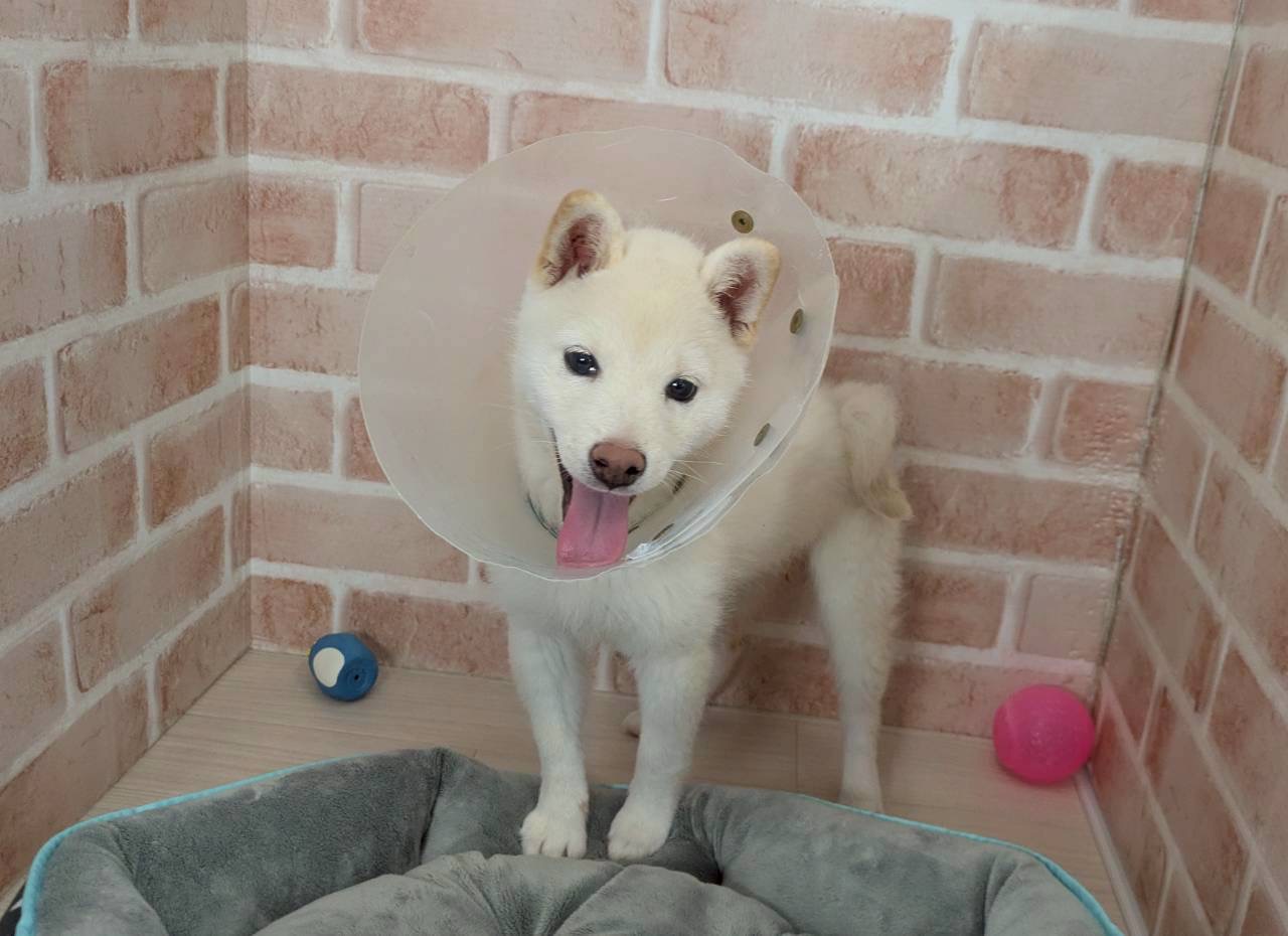 里親募集中のおたまちゃん