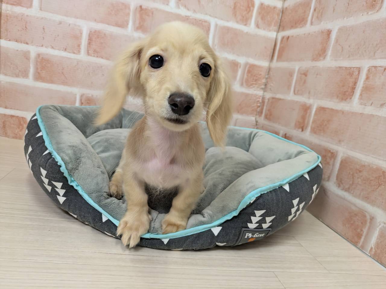 里親募集中のカニーヘンダックスフンド　メルちゃん