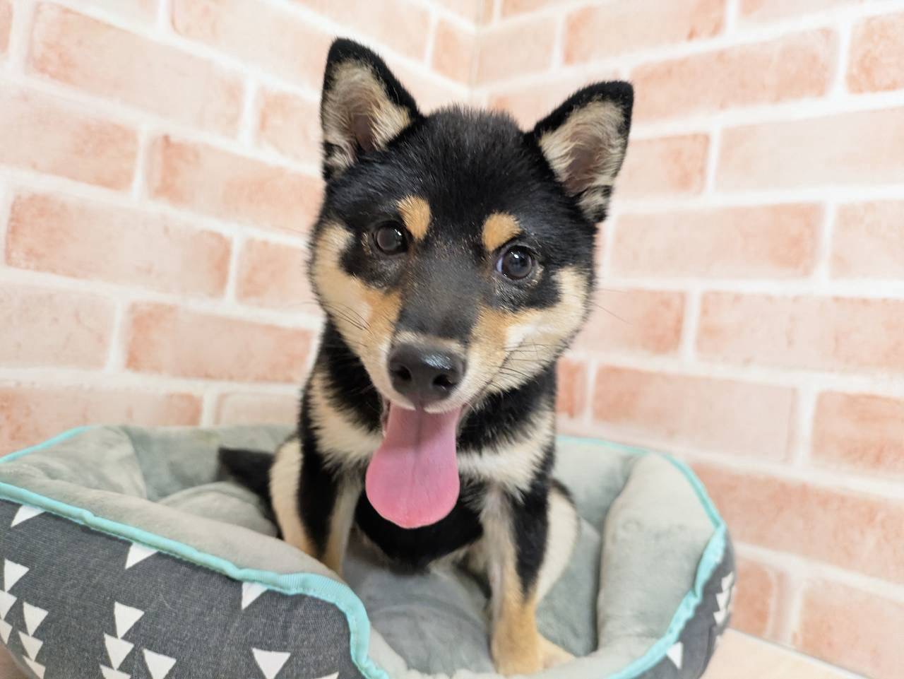 里親募集中の豆しば　アテネちゃん