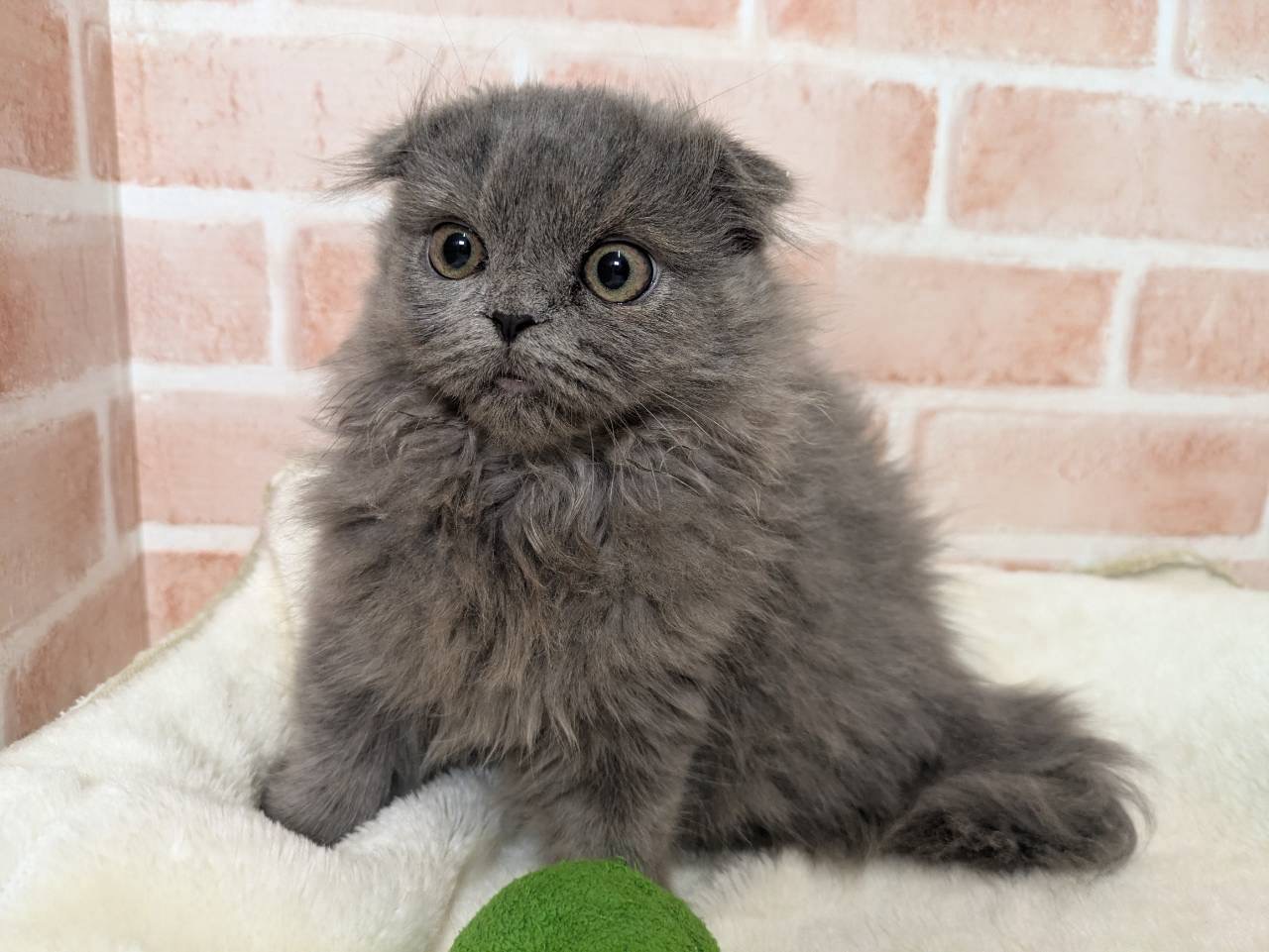 里親募集中のスコティッシュフォールド　おかかくん