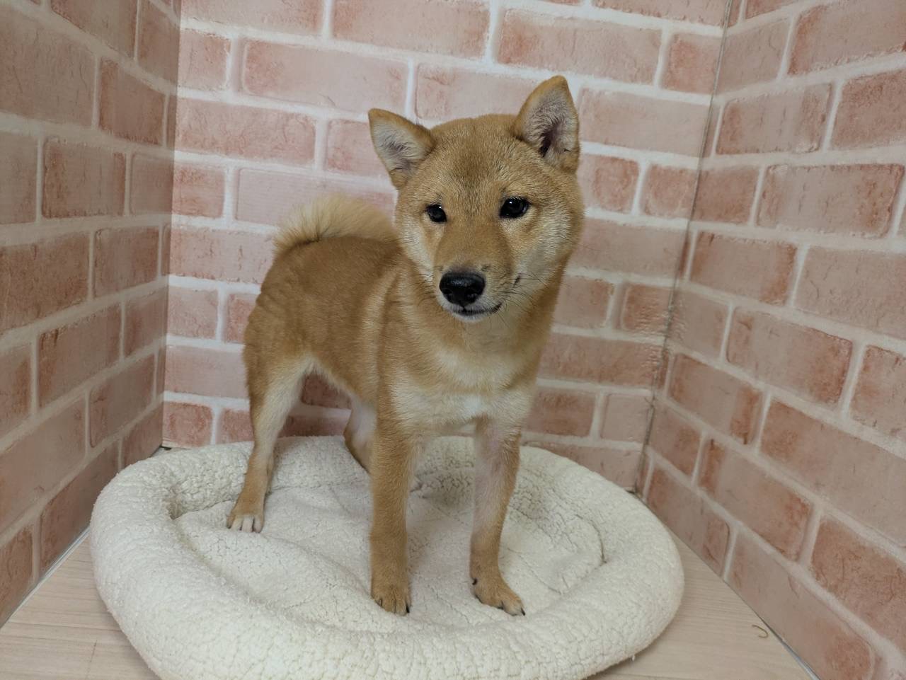 里親募集中の豆柴　ちゃんこくん